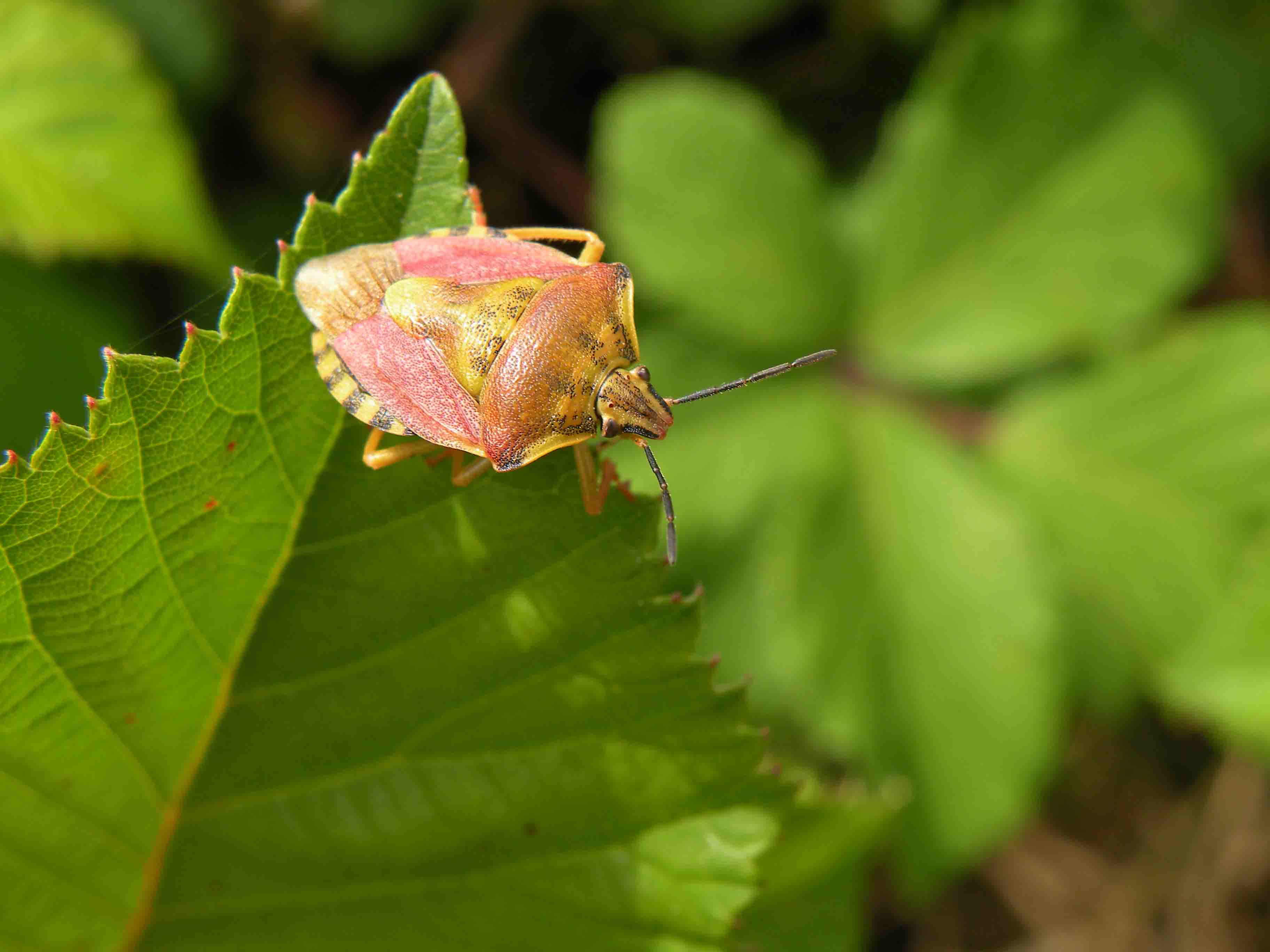 Pentatomidae: Carpocoris pudicus della Liguria occidentale